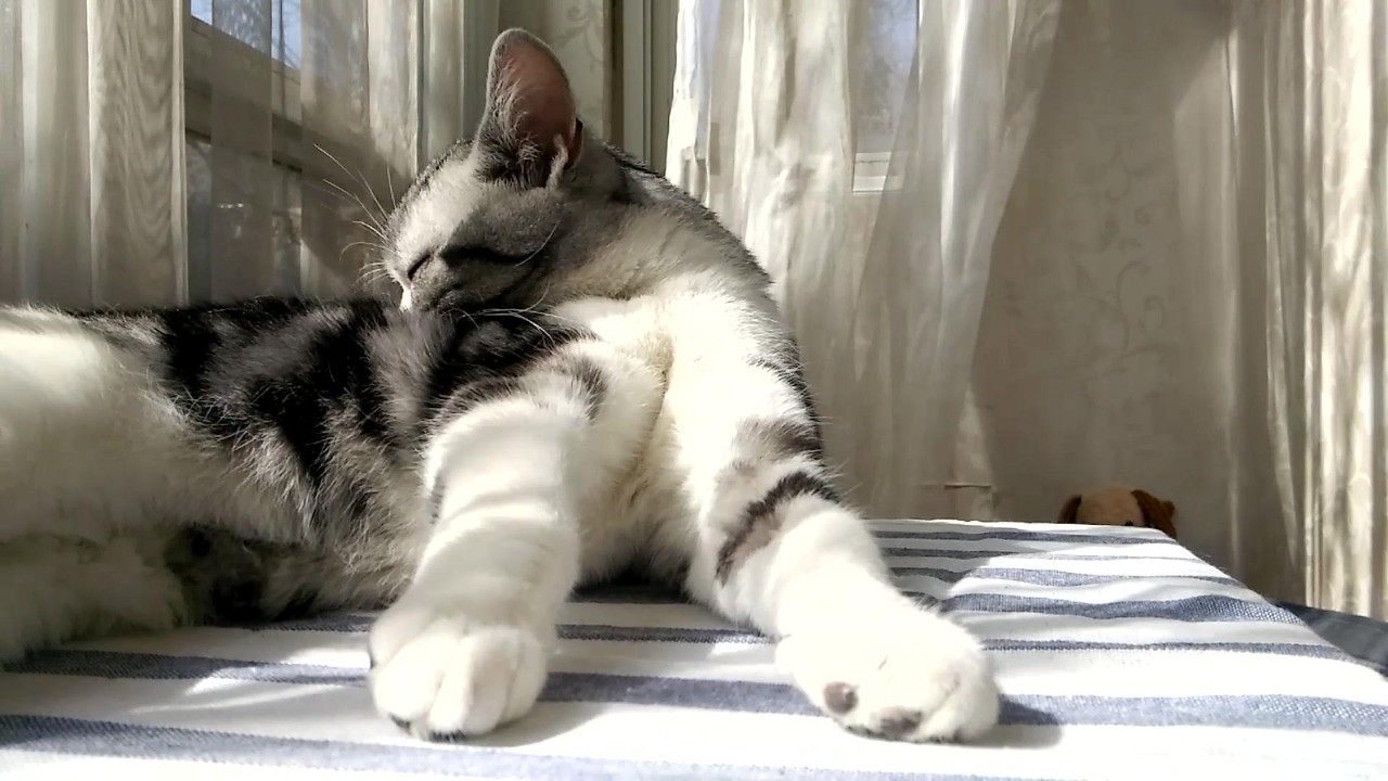 母猫发情，可以用棉签帮它捅？你还真信了？