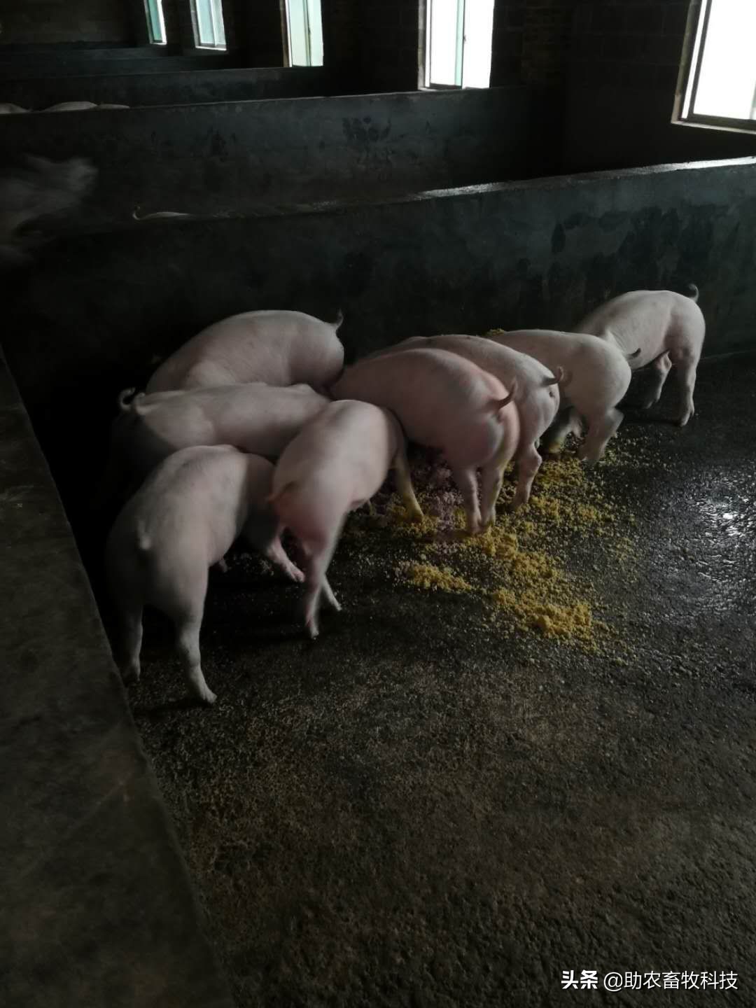 黄老板养猪视频全集,黄老板养殖