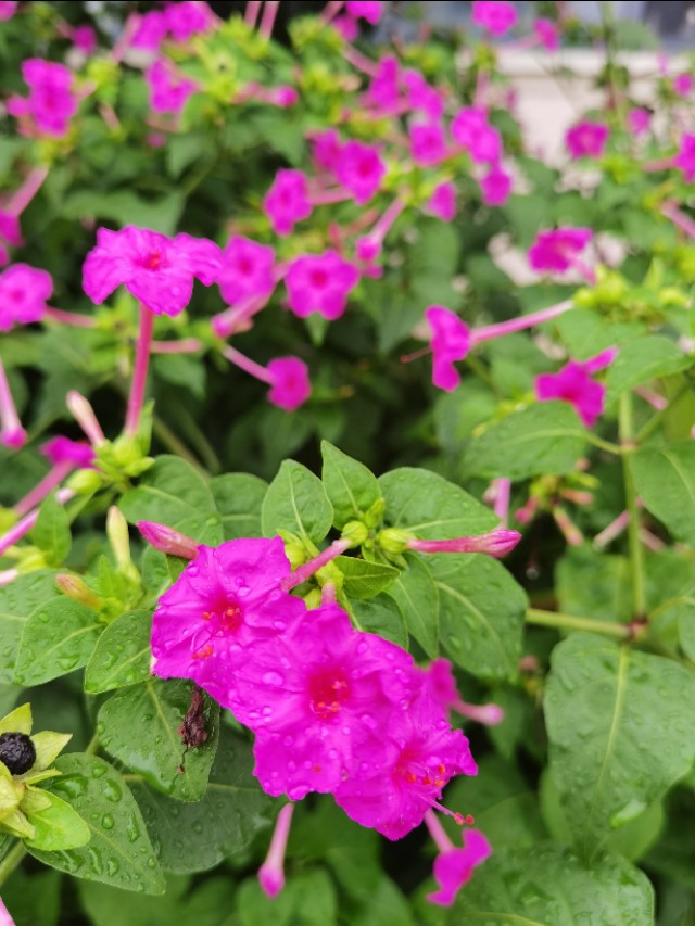 缴纳跟交纳区别,作出和做出有什么区别