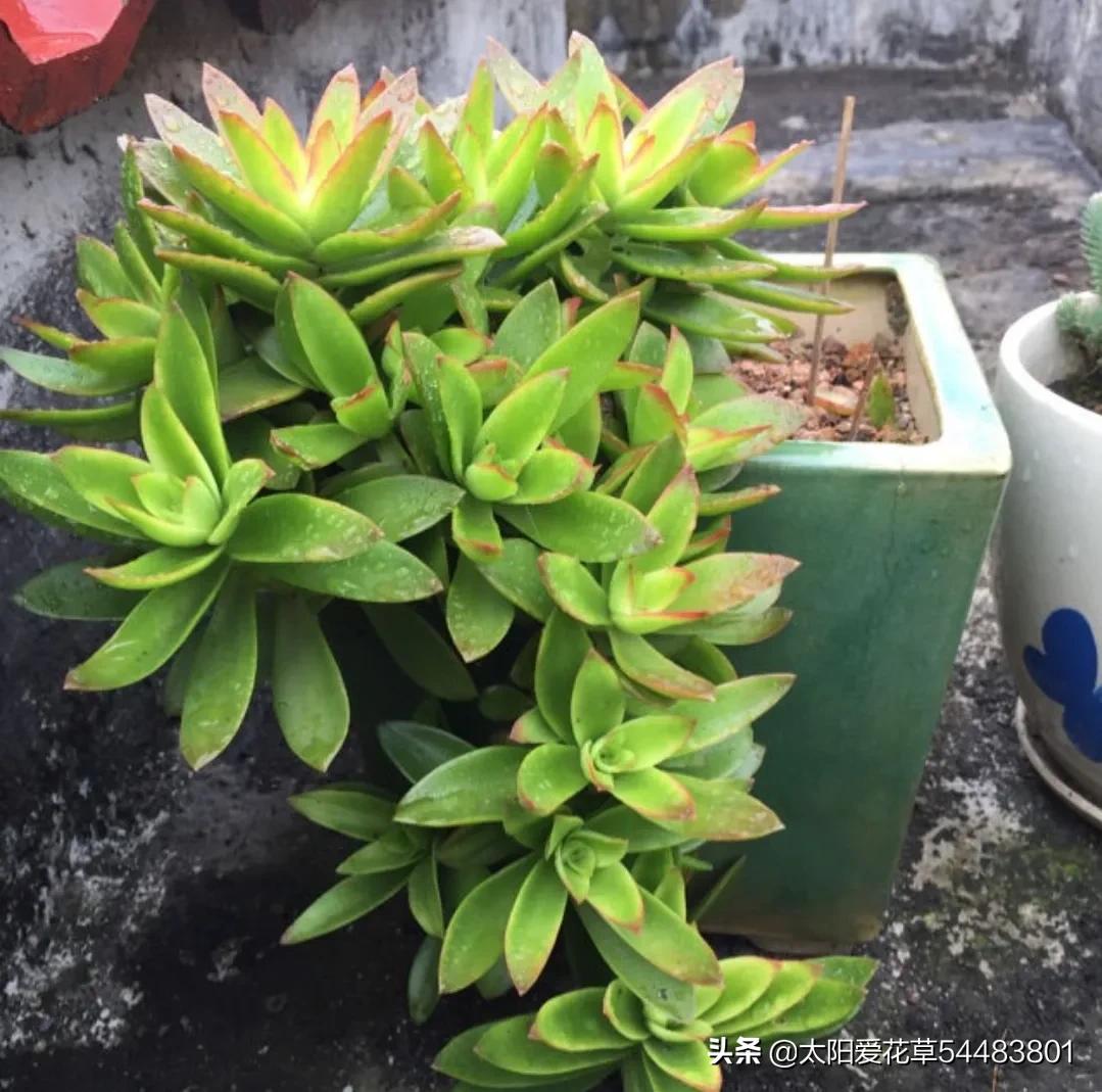 火祭徒长视频,火祭徒长