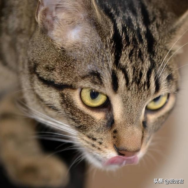 铲屎官怕仓鼠怎么办,铲屎官害怕猫呕吐