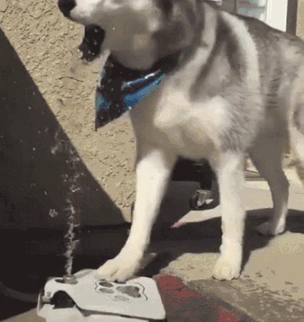 狗狗趾间炎怎么治疗用什么药,狗狗得了趾间炎需要怎么治疗呢