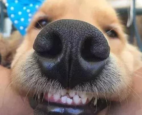 一口黄牙竟让形象尽毁！‘到手香’帮你重新找回自信！大胆开笑