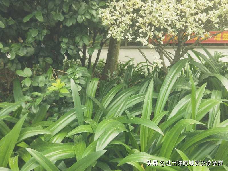 英语考定语从句的填空题,英语在选择题的时候怎么判断从句