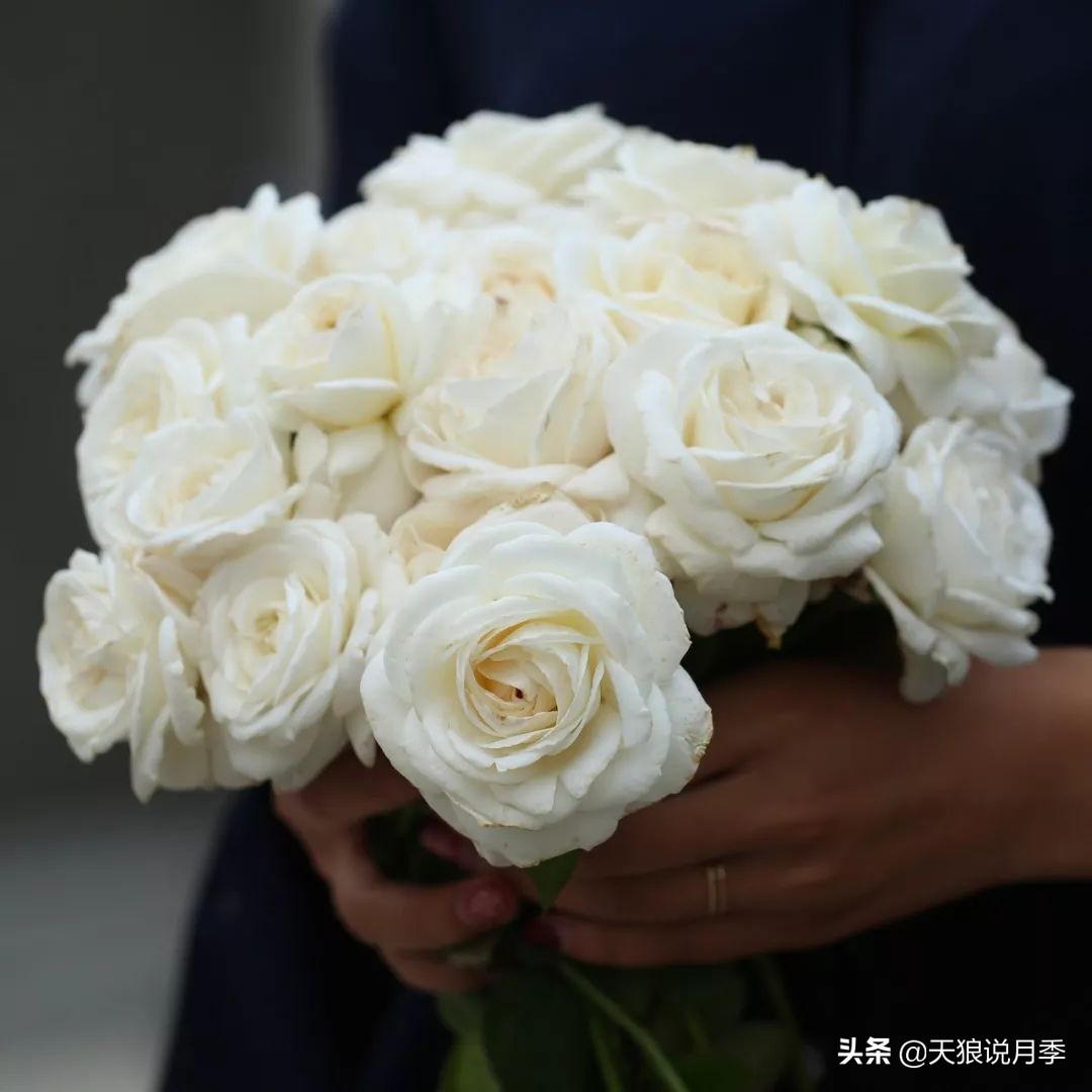 4月最浪漫的一次花开，是171个低价月季小苗带来的巅峰时刻！