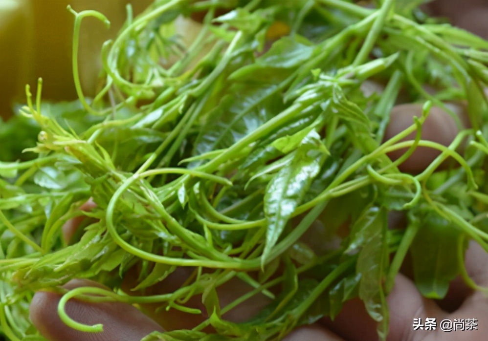 红茶之外的世界||给大家解读的这款莓茶,诚壹也没有喝过