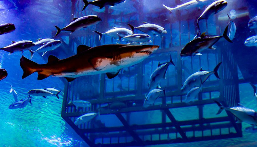 迪拜喷泉旅游攻略,迪拜水族馆游玩攻略