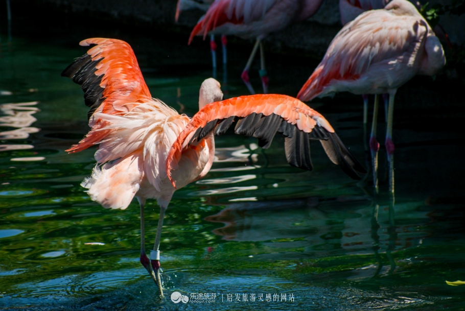 奥巴马卸任以后做什么工作,奥巴马卸任后做什么