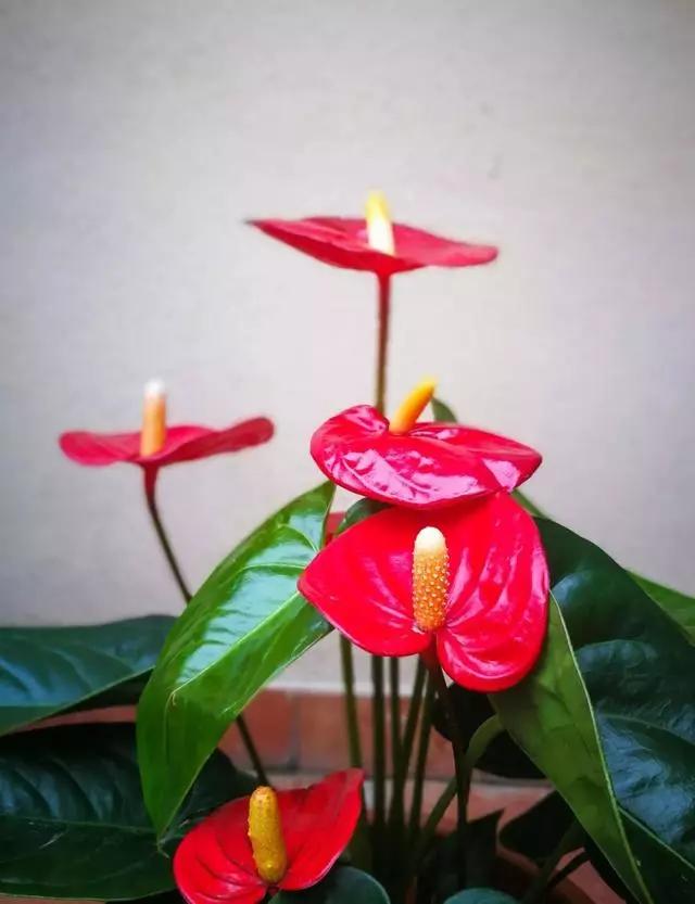 过年家里摆什么植物好,家里过年要摆几样水果