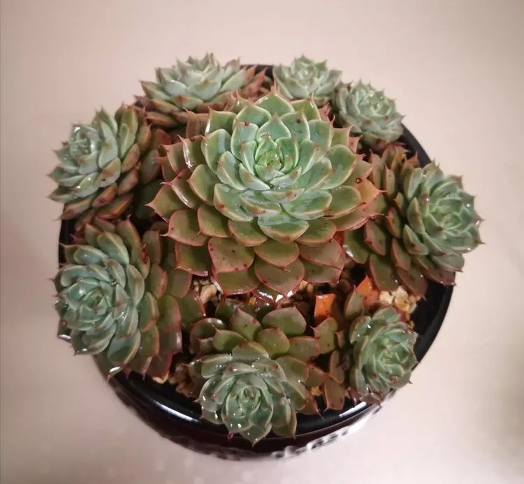 一花一叶一世界多肉,一花一世界多肉之美