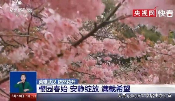 中央电视台13套在线回看武汉大学,中央电视台有直播武汉大学的吗