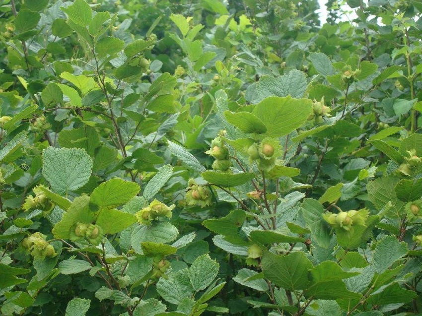 榛子怎么种植才能结果,大榛子种植要点