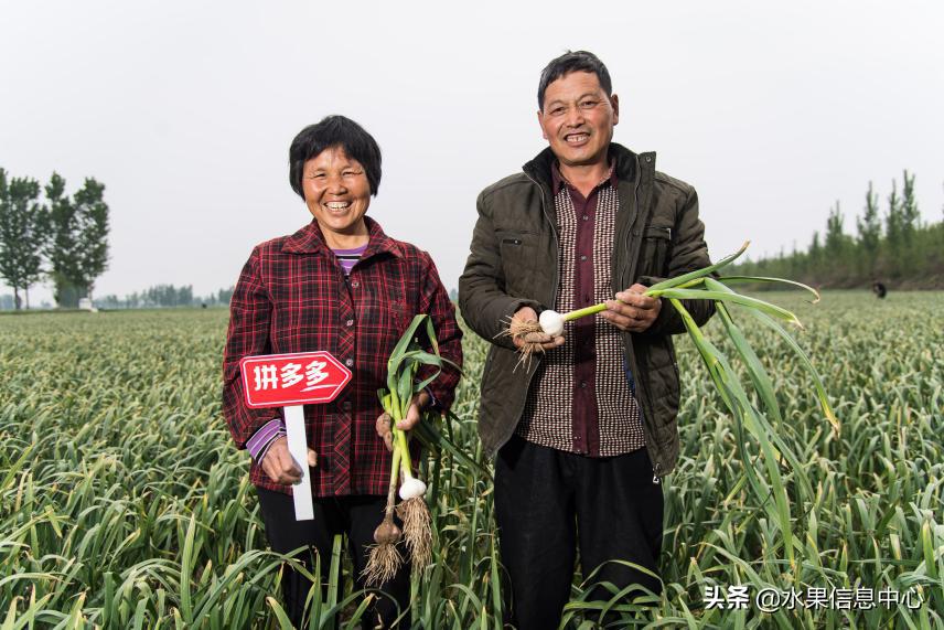 拼多多卖大蒜农产品,拼多多农业农村补贴