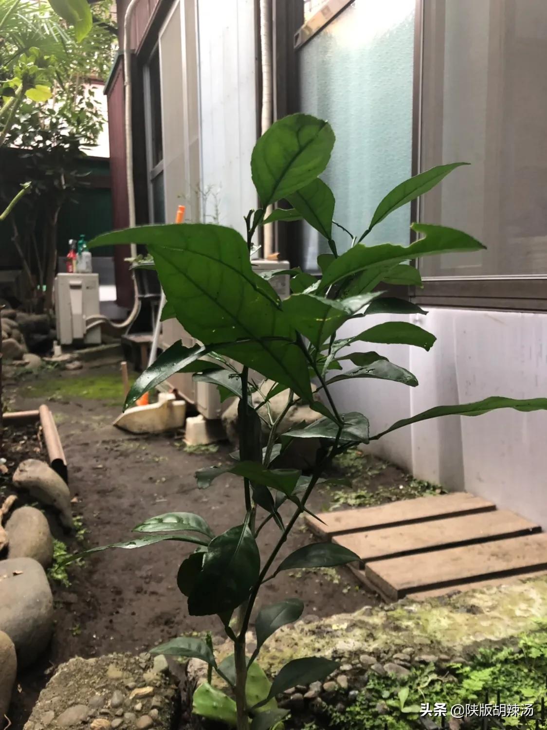 一树桔子被别人摘完了,一树桔