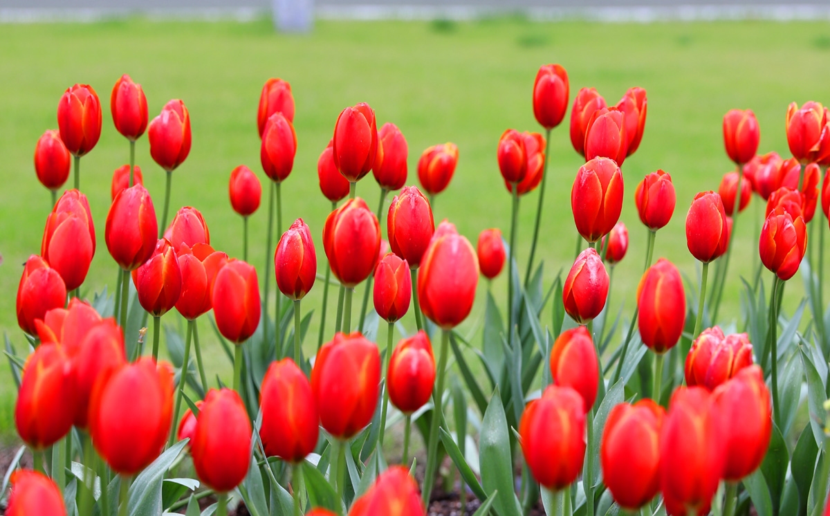 宁波现在哪里可以看郁金香,宁波郁金香在什么地方