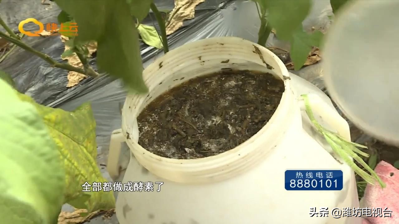 自制酵素真的这么神奇吗,环保酵素怎么改良土壤