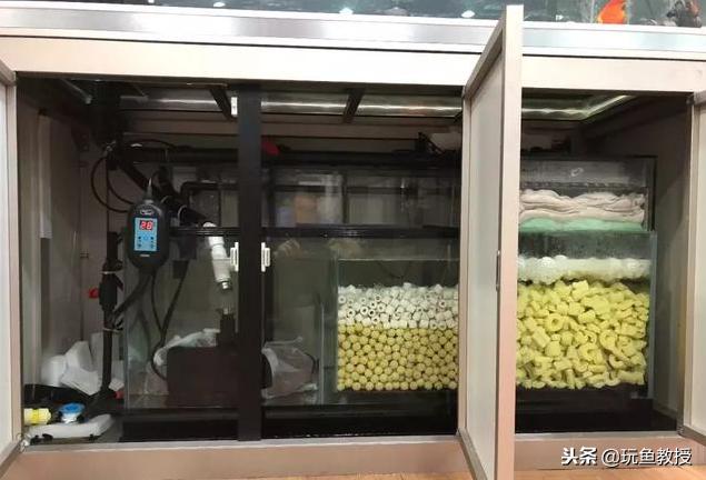 怎么就知道硝化细菌养好了,如何快速养好硝化细菌