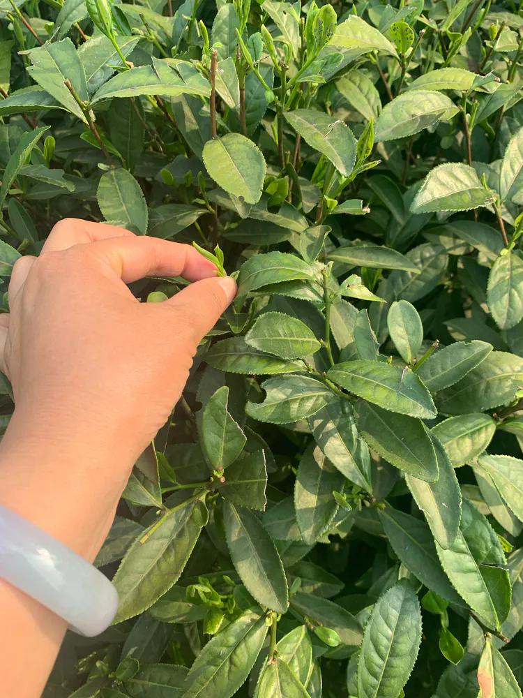 龙井村九溪十八涧徒步最佳路线图,九溪十八涧只有龙井村一个出口吗