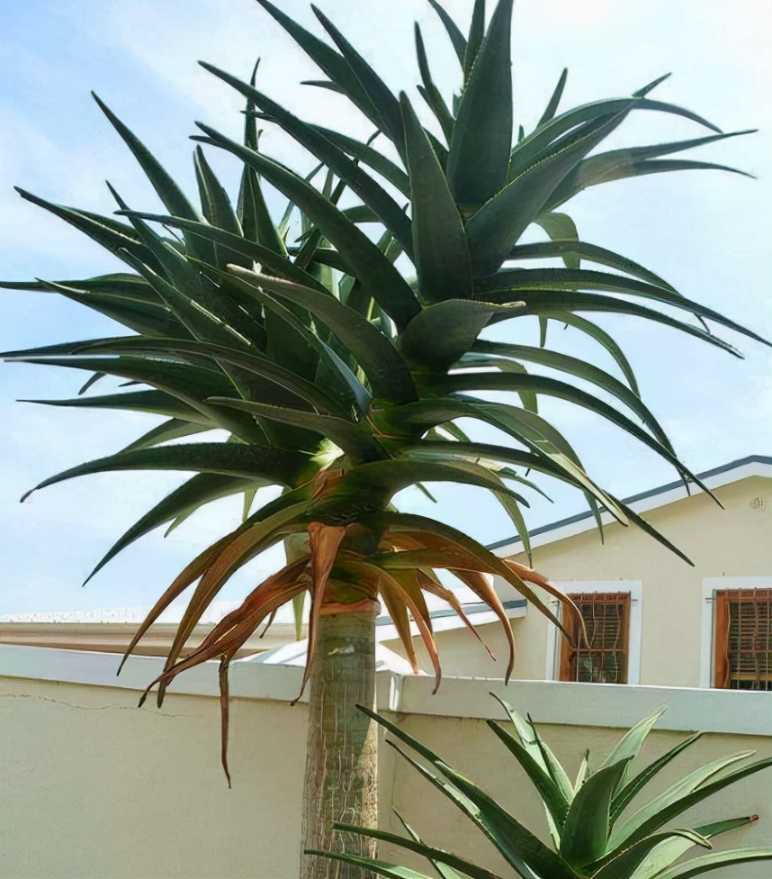 家里养的富贵花让你养几年才会开,客厅富贵花大全