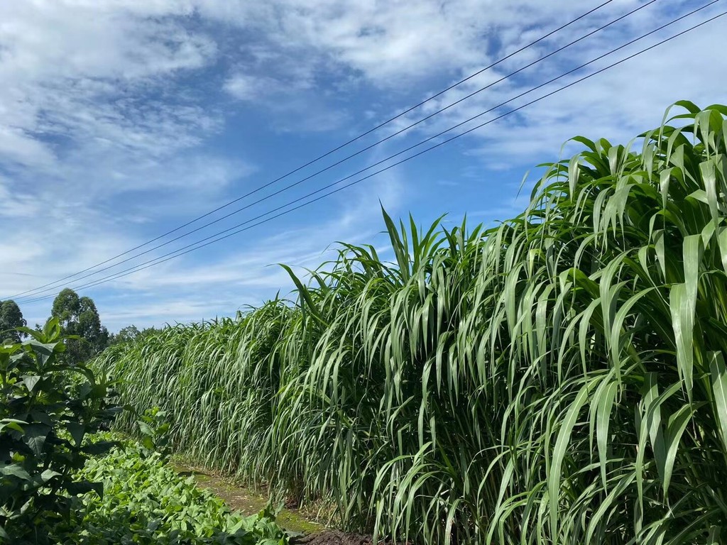 牧草立体种养模式,牧草循环农业