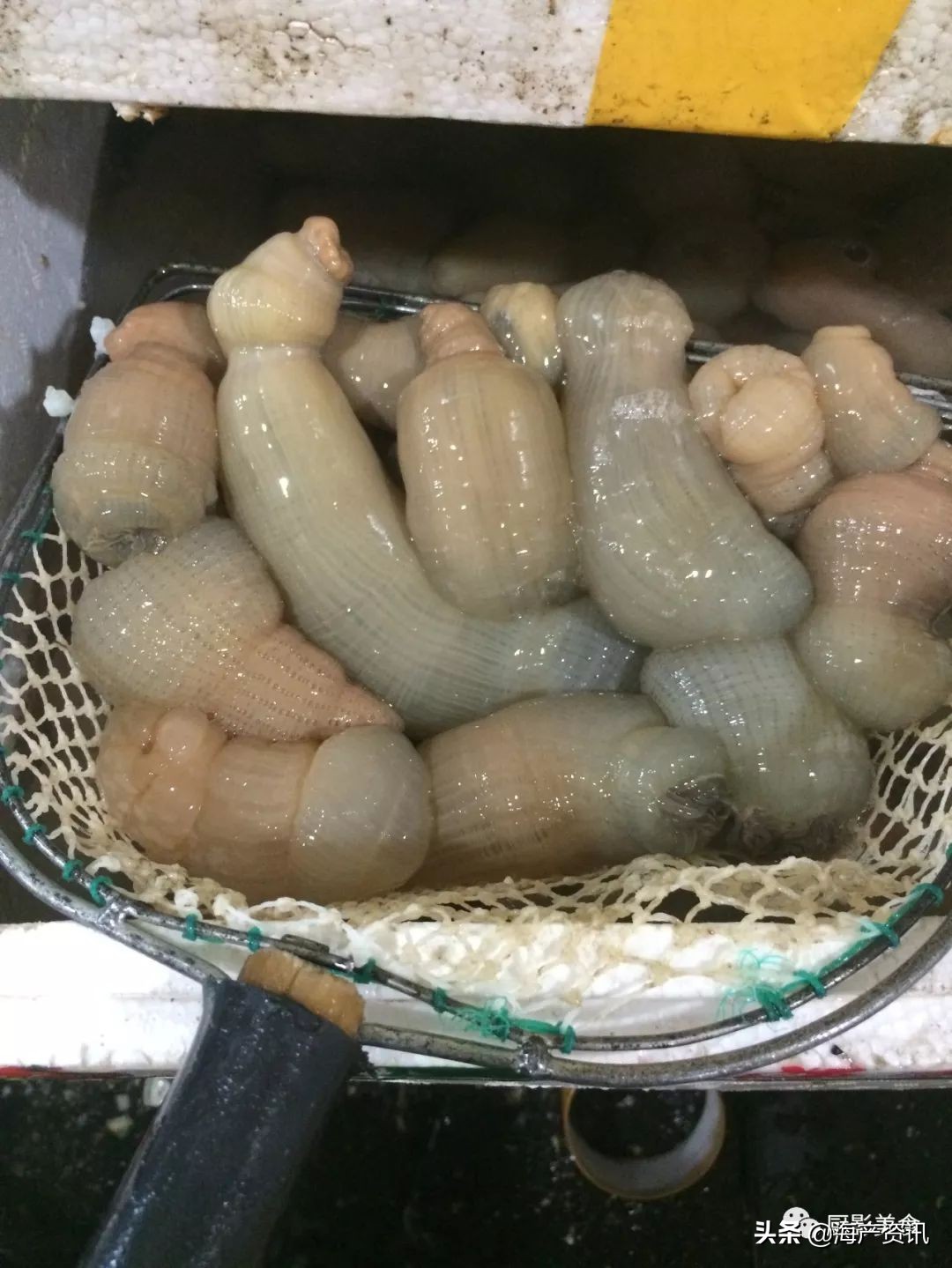 世界公认十大海鲜,全球顶级海鲜食材大赏