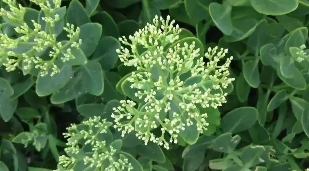 当中药碰上多肉，好吃又健康