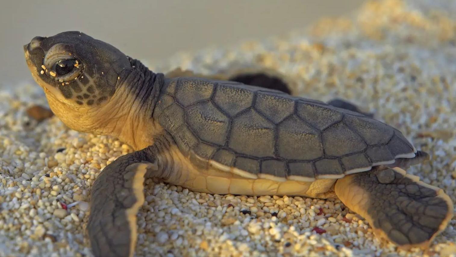 乌龟肠炎的症状与治疗,乌龟得肠炎治疗中可以稍微喂点吗