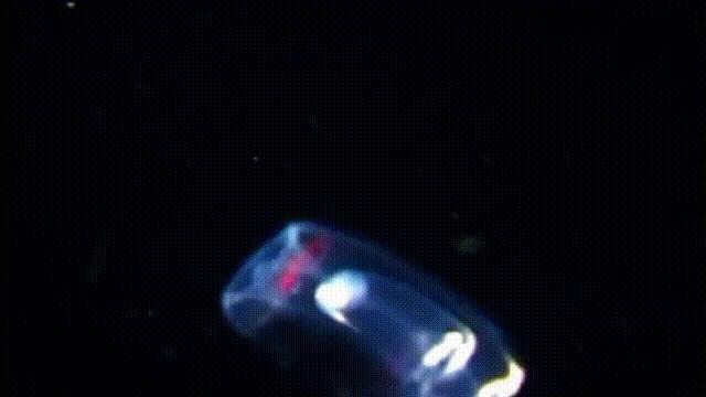 原来，你吃的鳗鱼，每一只都见过海底深渊的秘密｜自说自话的总裁