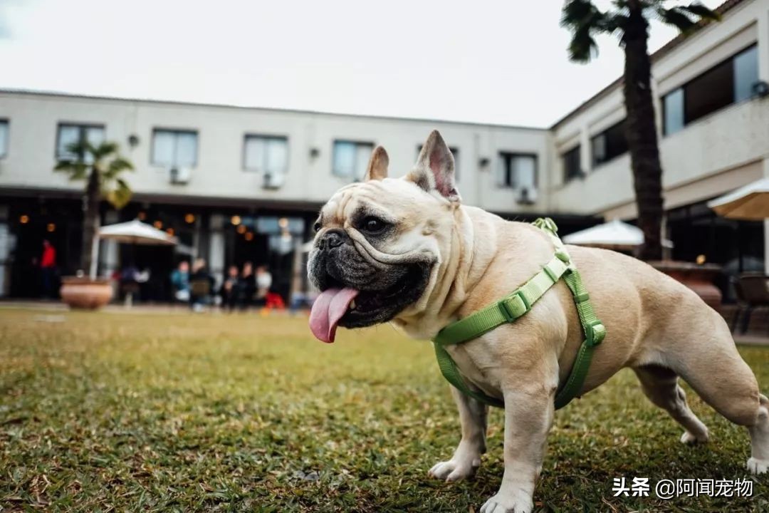 狗狗喘气为什么那么臭,狗狗一直喘气呼吸急促怎么回事啊