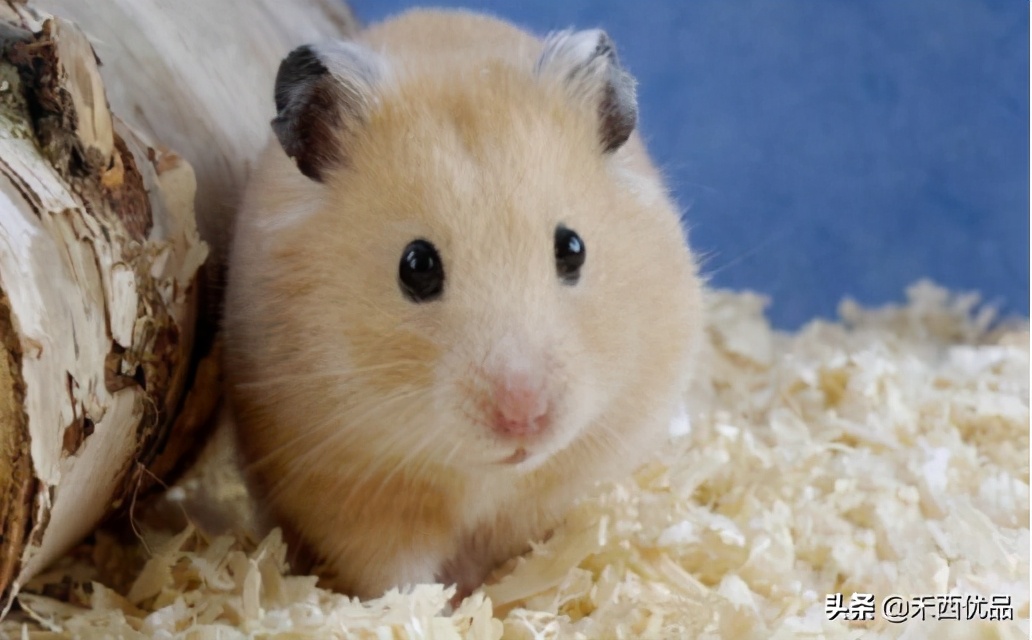 仓鼠生宝宝后怎么照顾,仓鼠的饲养笼不紧怎么办