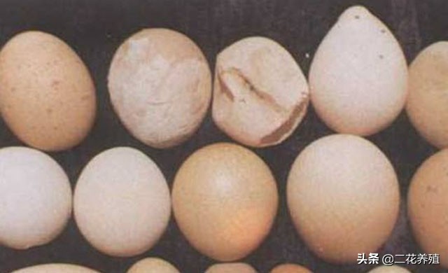 母鸡下软壳蛋吃什么改善,母鸡生软壳蛋有什么办法