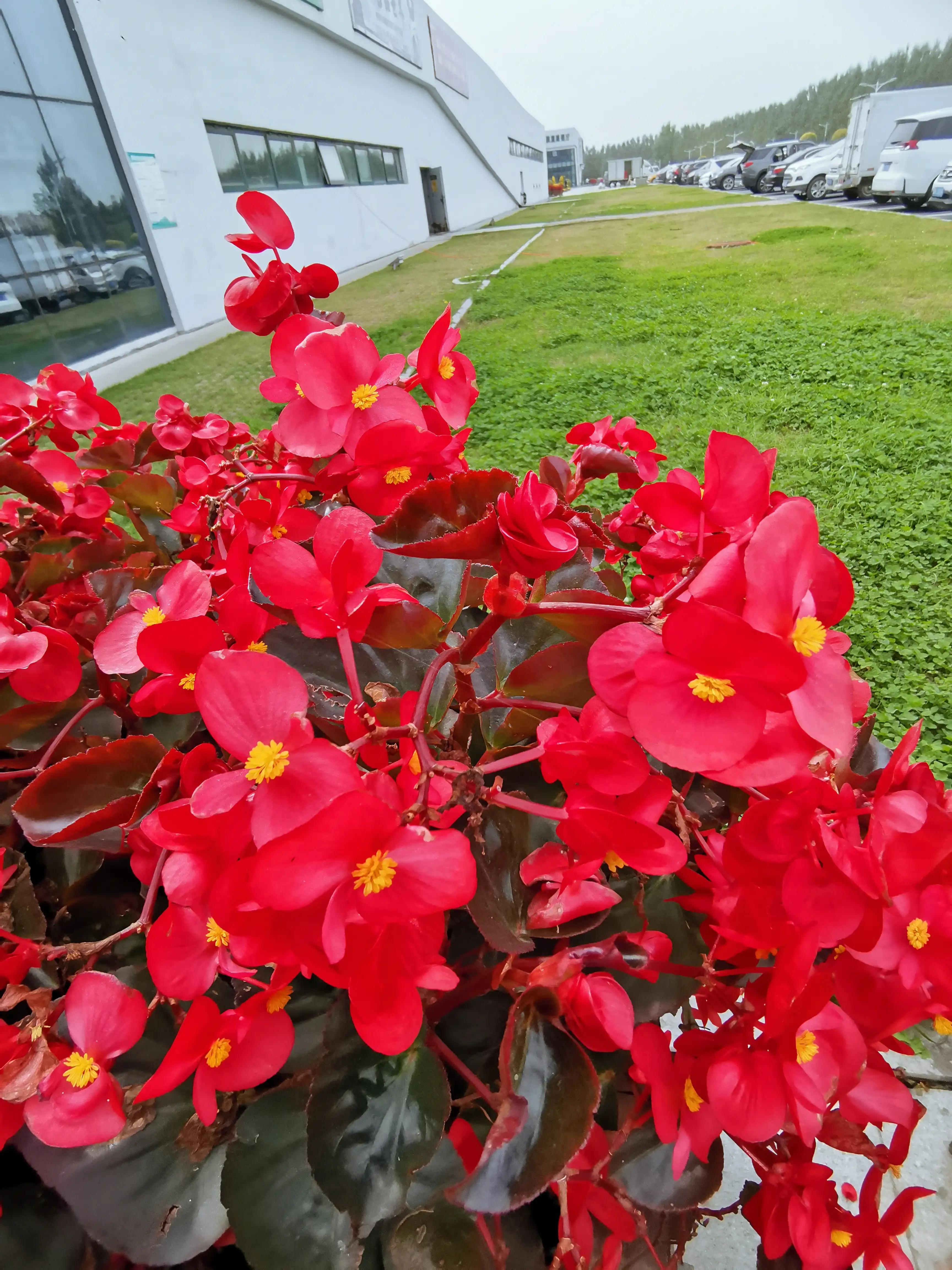 玫红四季海棠图片大全,玫红四季海棠的花语