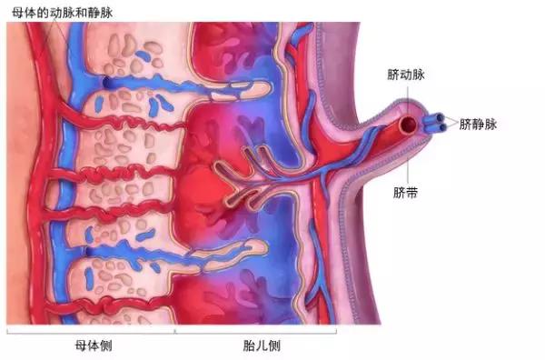 为什么人有大姨妈,人类为什么会有大姨妈