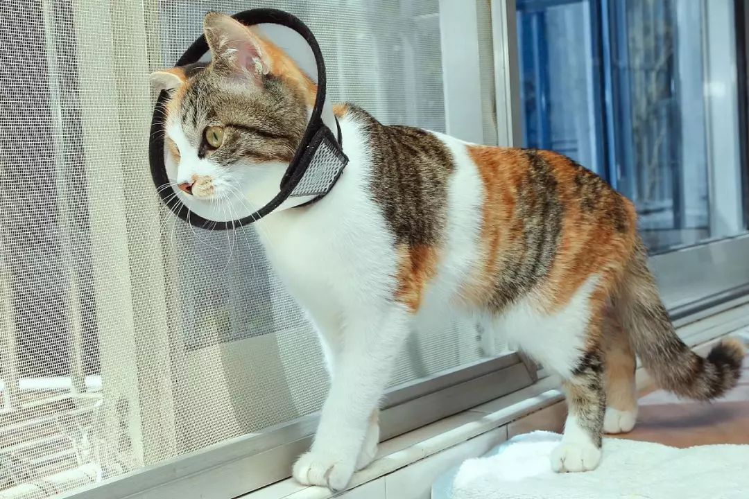 母猫子宫蓄脓的猫可以绝育吗,铲屎官为什么要给猫做绝育手术