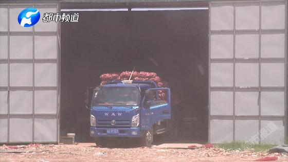 蒜你狠大蒜价格,蒜你狠改编版