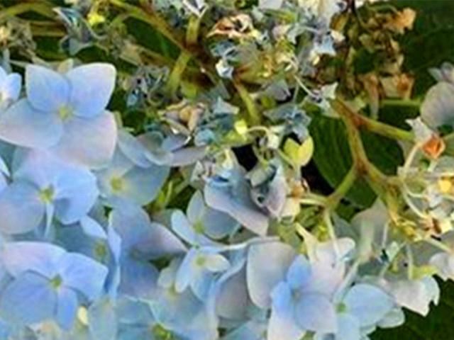 一棵绣球死了，花友找到花市老板理论，绣球也会“假死”不要放弃