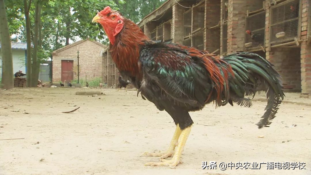 田间示范秀养鸡视频,田间示范秀节目