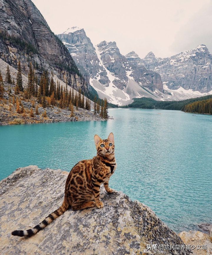 想养豹猫但咬人怎么办,想养孟加拉豹猫