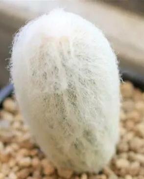 “常年丑貌君不问，一日花红万户惊”——仙人掌的产地及精品赏析