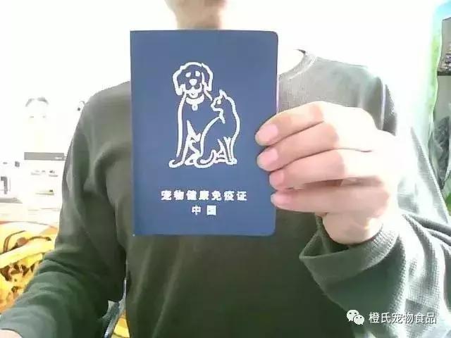 专业宠物托运飞机怎么带小狗,宠物托运需要宠物满足什么条件