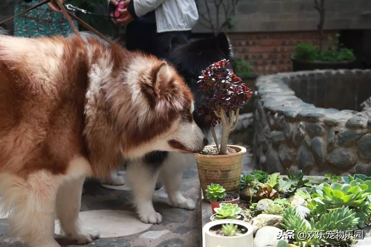 狗狗为什么喜欢舔主人膝盖,狗狗喜欢舔地板是什么原因