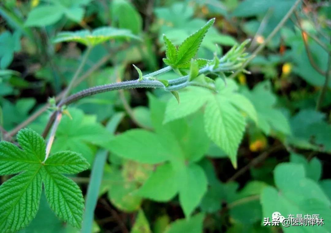 拉拉秧加艾草煮水泡脚能治腹泻吗,拉拉秧煮水能治宝宝拉肚子吗