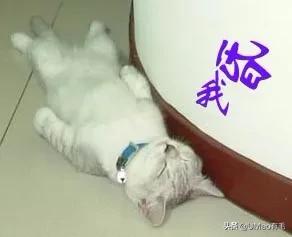 小猫咪很容易被吓一跳怎么办,小猫咪很容易被吓一跳