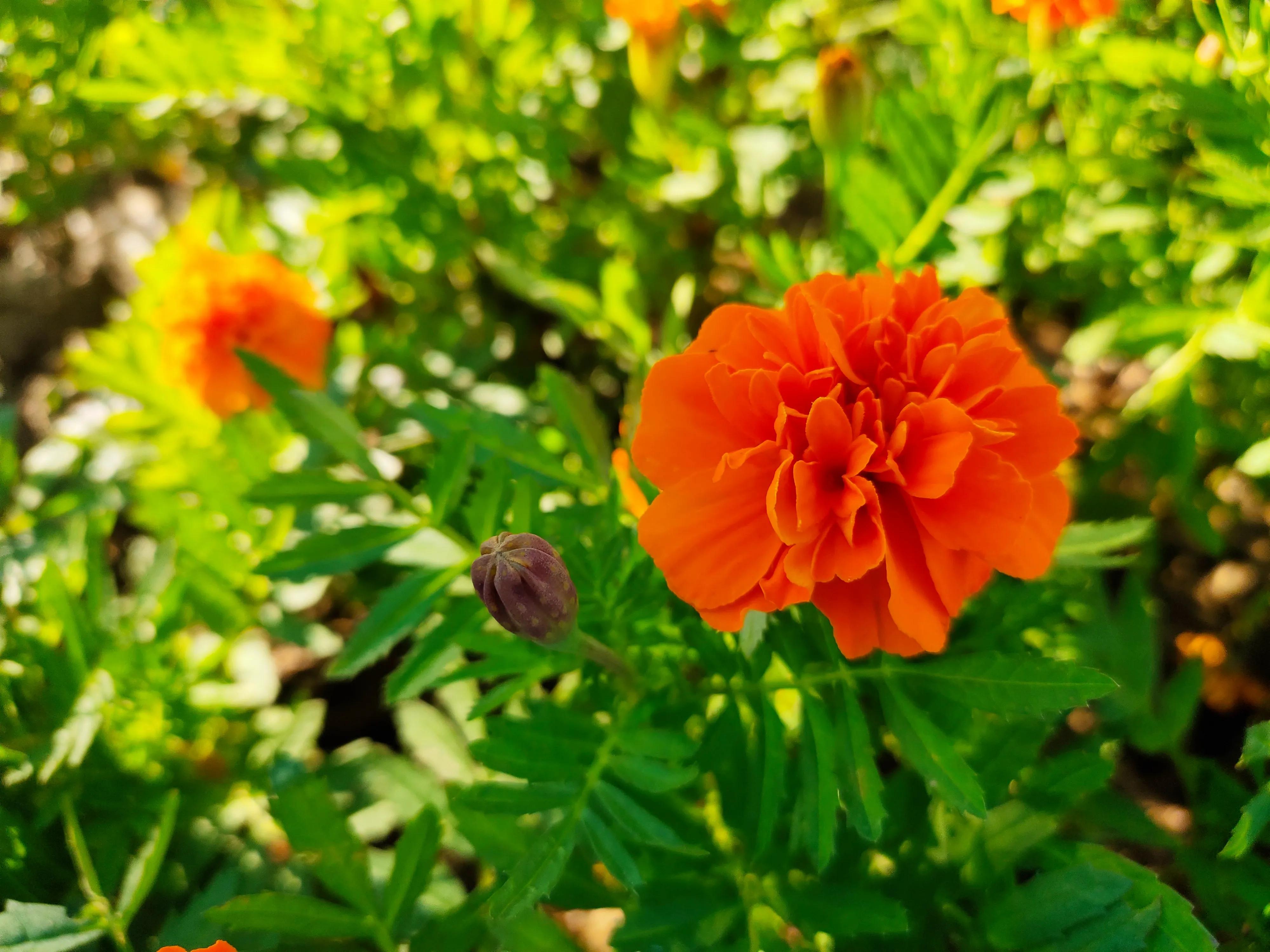 武清南湖公园免费,武清南湖公园门票多少钱