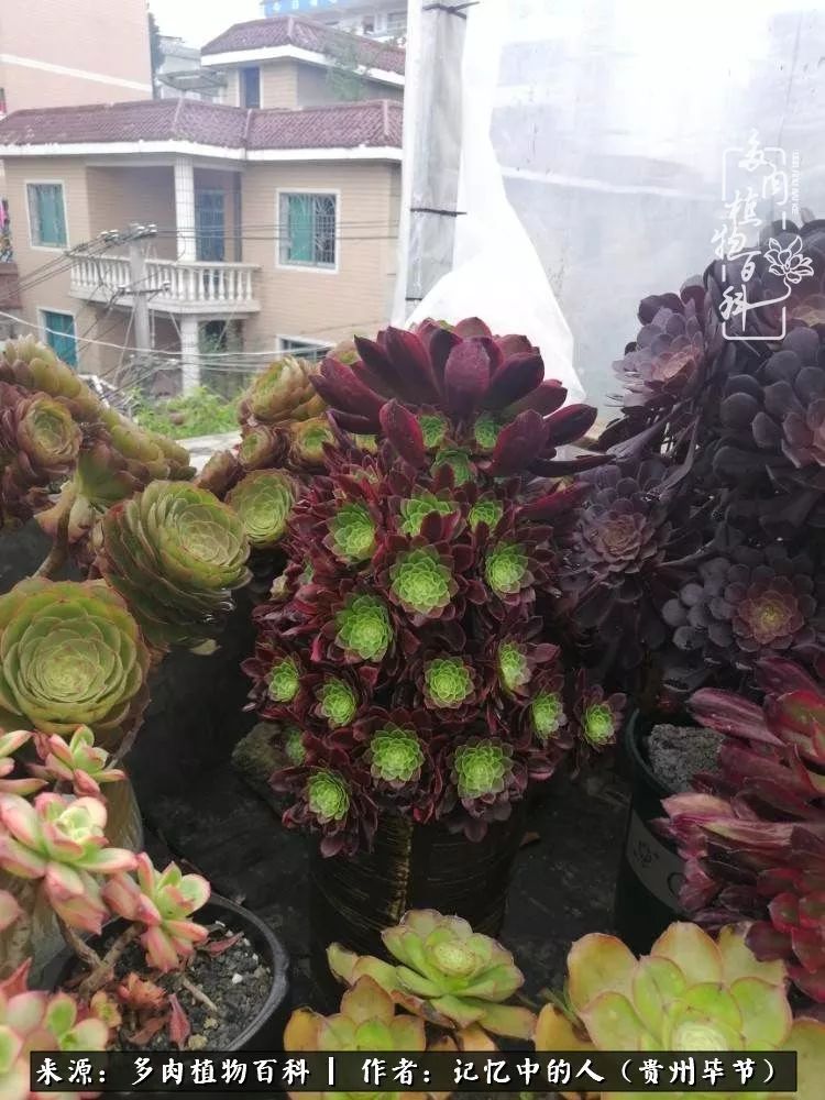 我心中的玫瑰原唱,我心中的玫瑰全部歌曲