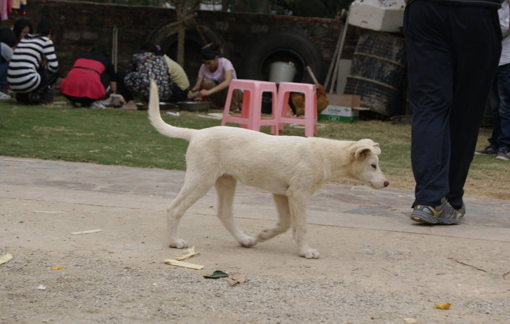 《说文解字》第205课：《说文解字》的说解体例