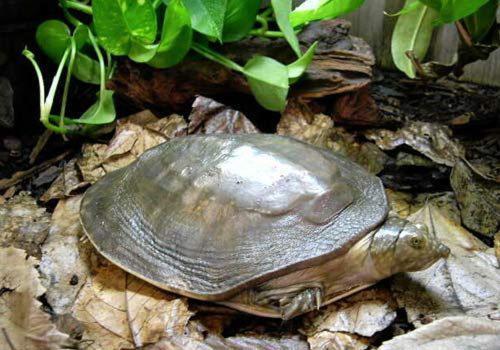 养殖甲鱼技术与经验,养殖甲鱼的技巧和方法视频