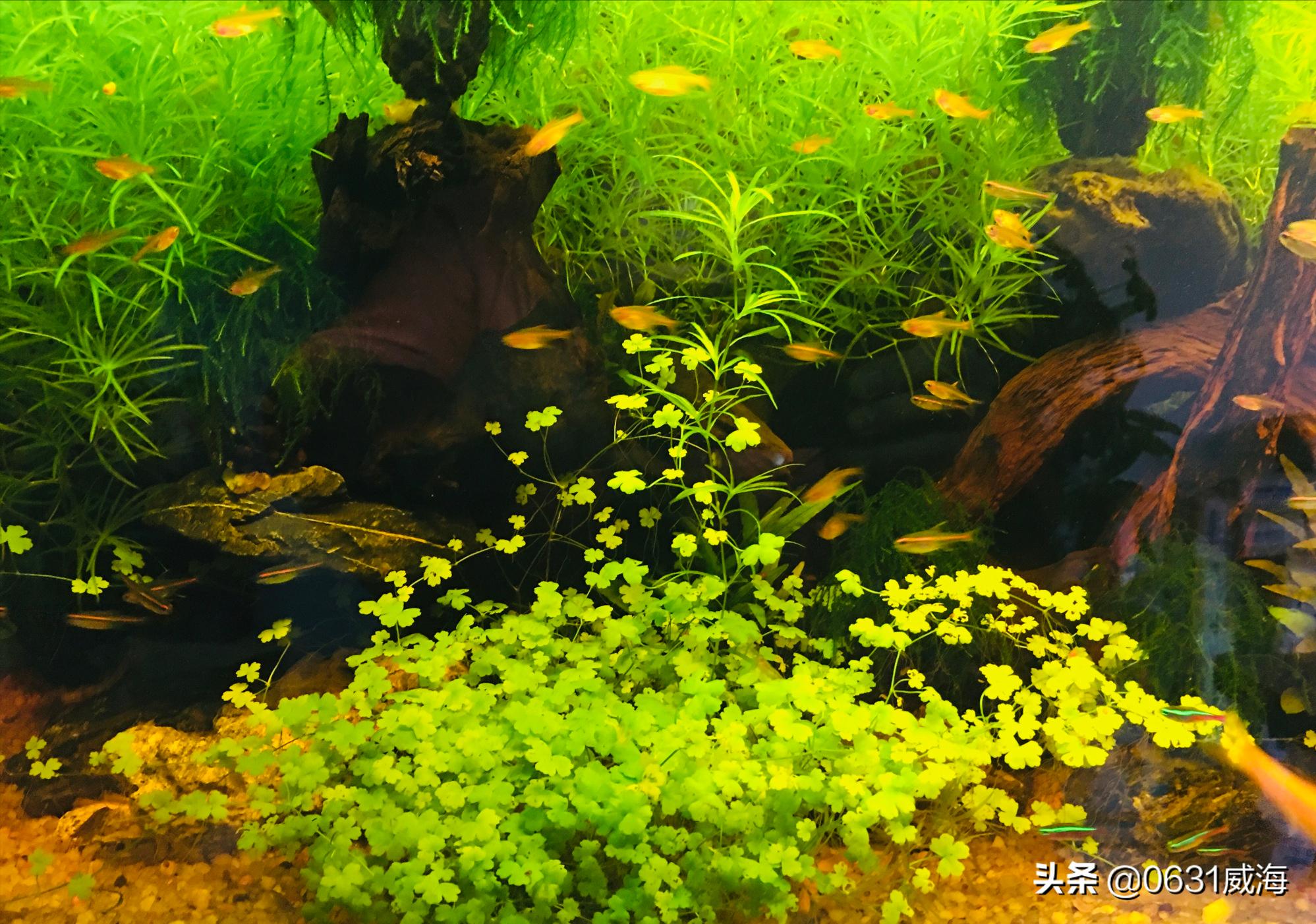 水草缸最合适的过滤方式,水草缸推荐什么过滤系统