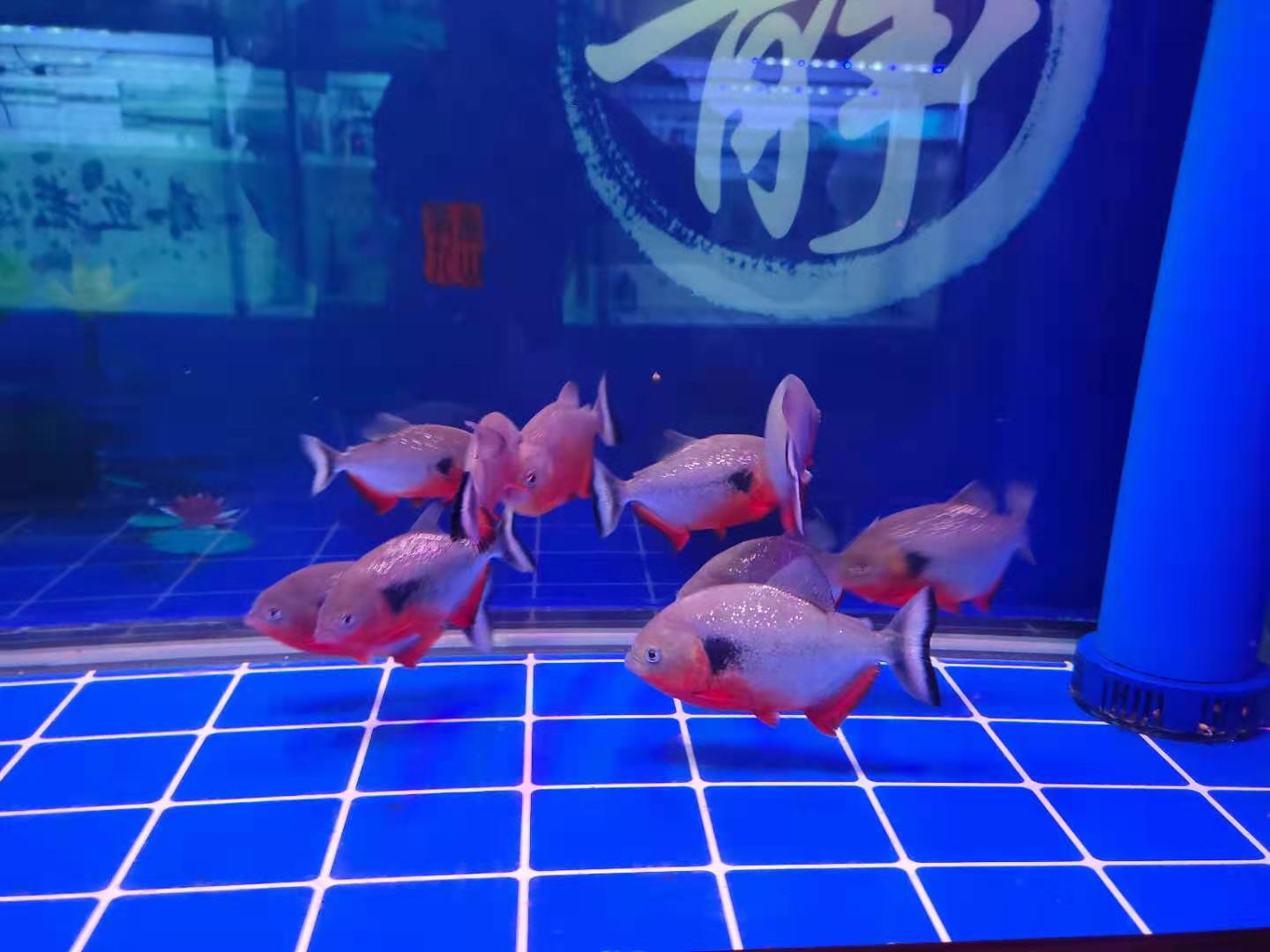 观赏鱼的消炎药有哪些,观赏鱼消炎药