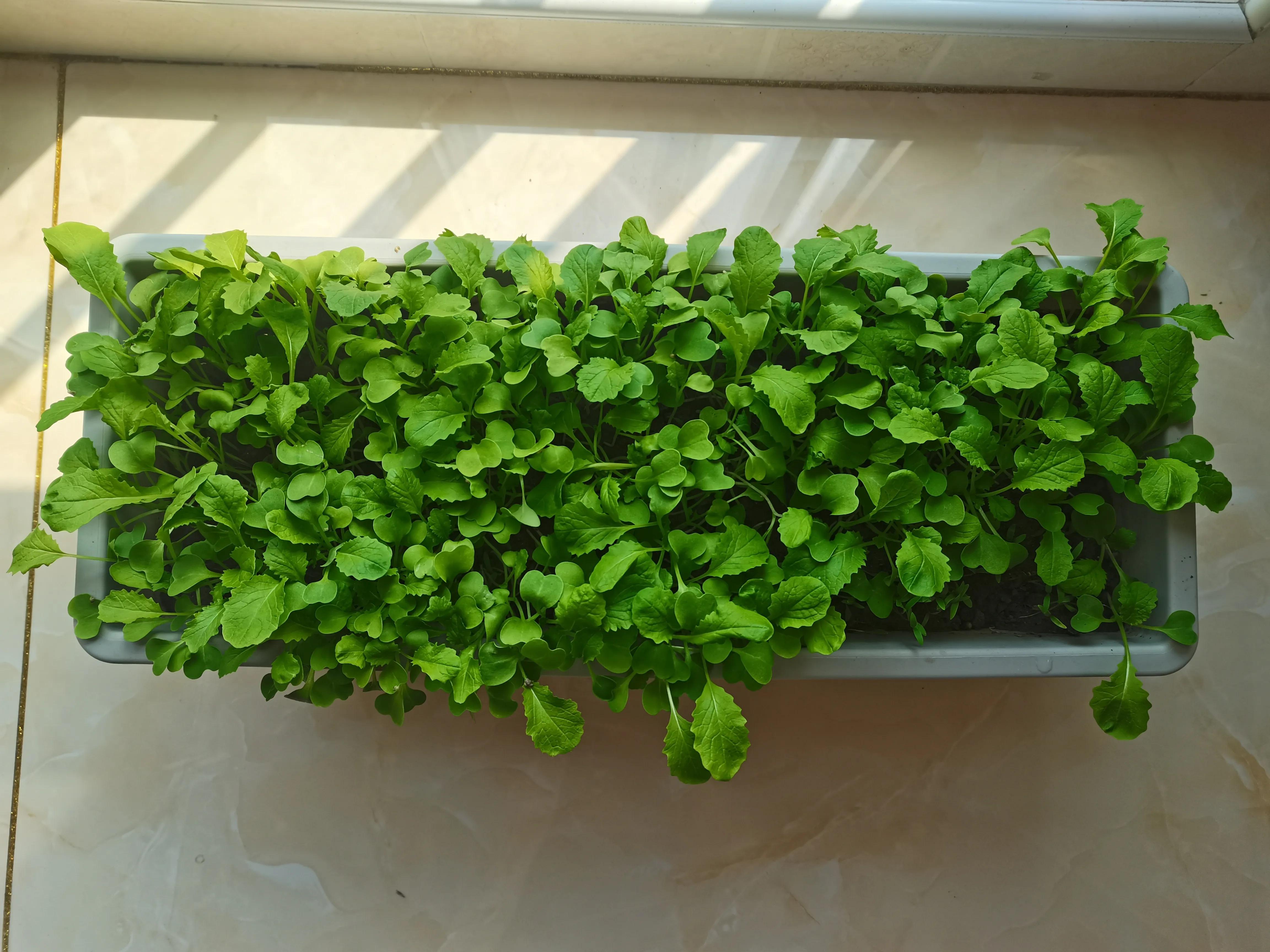 不要放弃农村的宅基地,不要放弃自己的农村宅基地